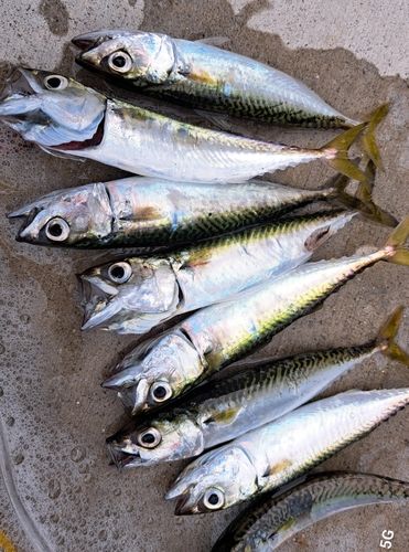 サバの釣果
