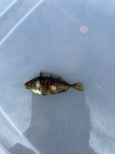 アイゴの釣果