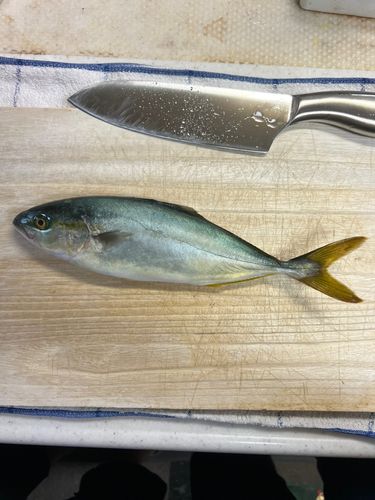 ワカシの釣果