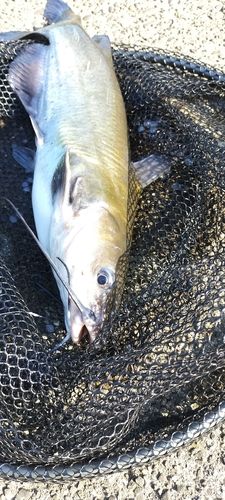 アメリカンキャットフィッシュの釣果