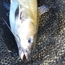 アメリカンキャットフィッシュ