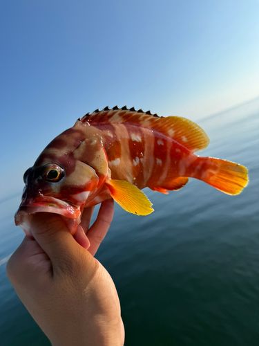 アカハタの釣果