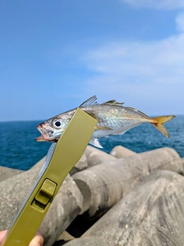 マアジの釣果