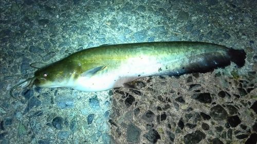 ニホンナマズの釣果