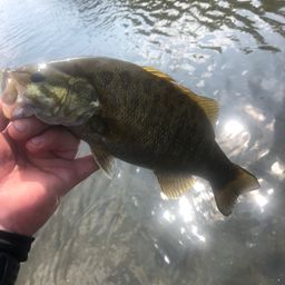 スモールマウスバス