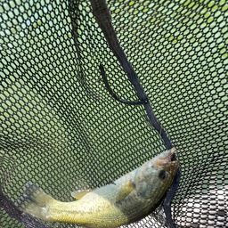 ラージマウスバス