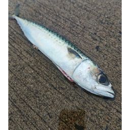 サバ