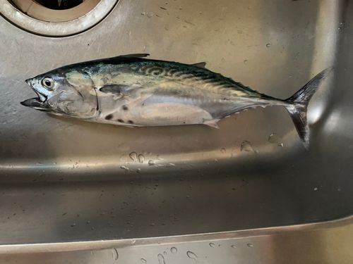スマガツオの釣果