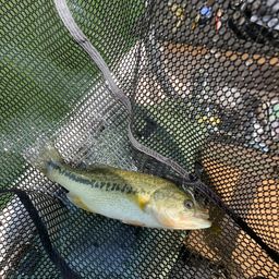 ラージマウスバス