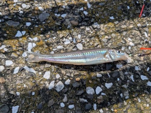 シロギスの釣果