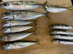 サバの釣果
