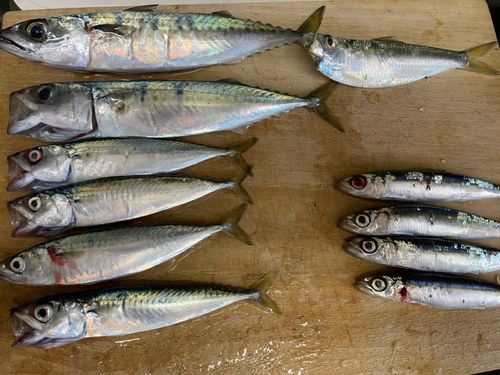 サバの釣果