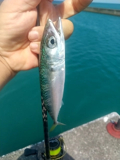 サバの釣果