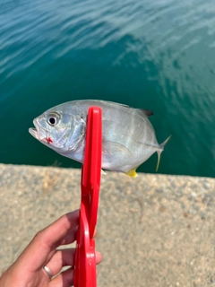 メッキの釣果