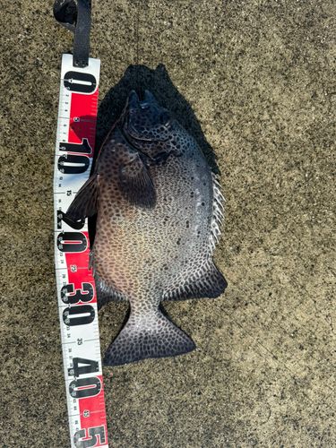 イシガキダイの釣果