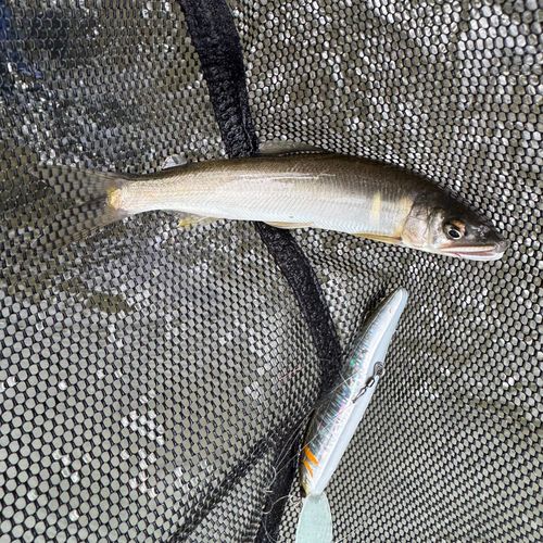 アユの釣果