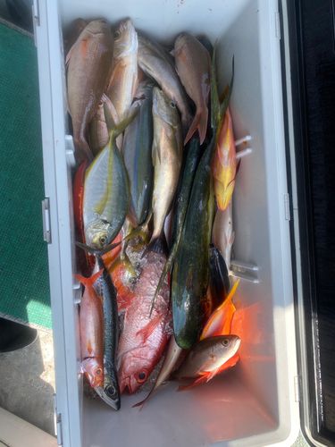 ムロアジの釣果