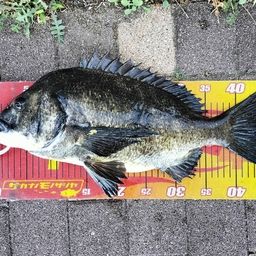 クロダイ
