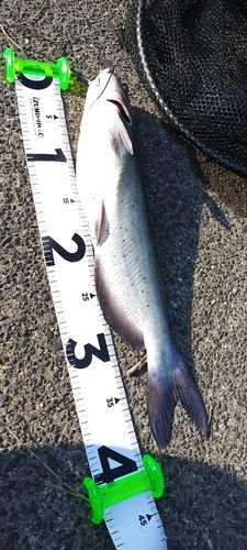 アメリカンキャットフィッシュの釣果