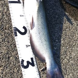 アメリカンキャットフィッシュ