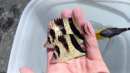 チョウチョウウオの釣果