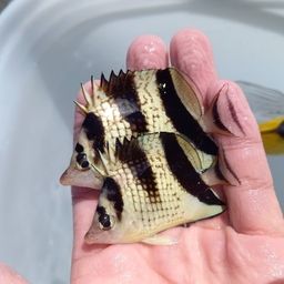 チョウチョウウオ