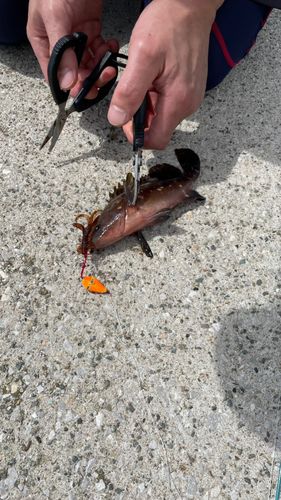 キジハタの釣果