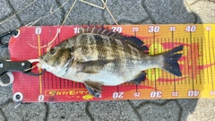 クロダイの釣果