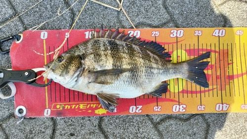 クロダイの釣果