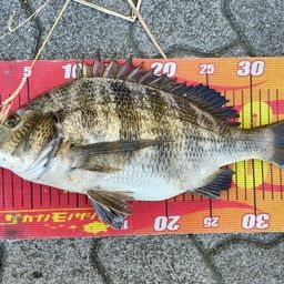 クロダイ