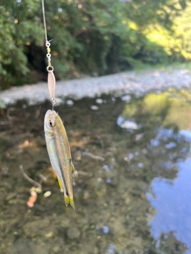 カワムツの釣果