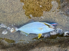 ネリゴの釣果
