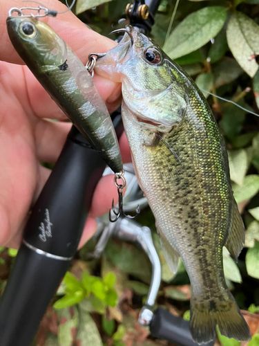 ブラックバスの釣果