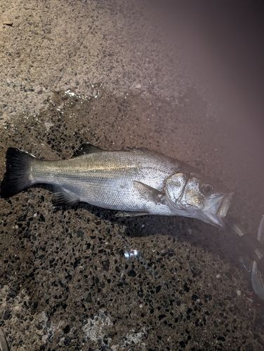 ヒラスズキの釣果