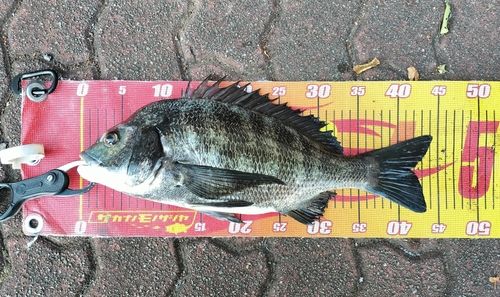 クロダイの釣果