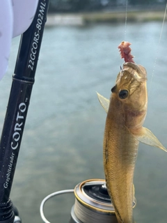 マハゼの釣果