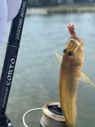 マハゼの釣果