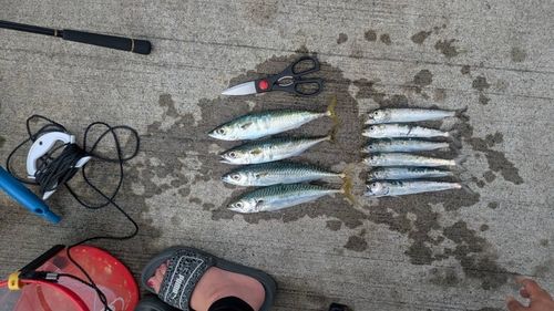 釣果
