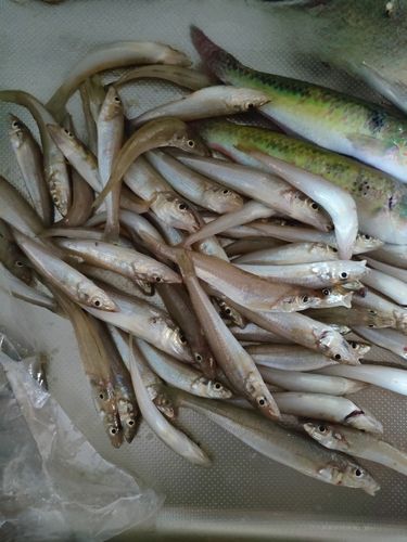 キスの釣果