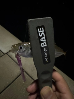 マアジの釣果