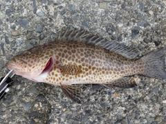 オオモンハタの釣果
