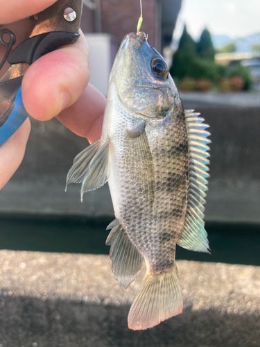 ティラピアの釣果
