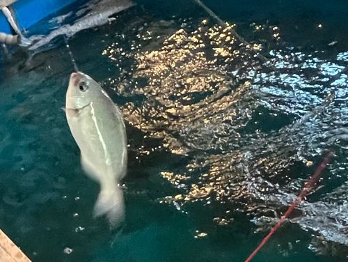 メジナの釣果