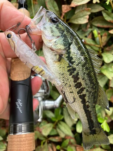 ブラックバスの釣果