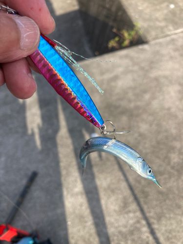 サヨリの釣果