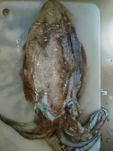 モンゴウイカの釣果