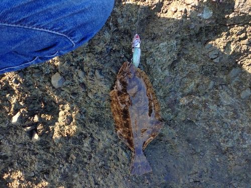 ヒラメの釣果