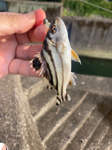 コトヒキの釣果