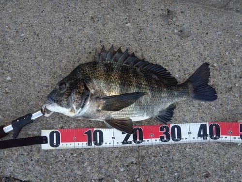 クロダイの釣果