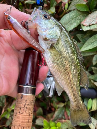 ブラックバスの釣果